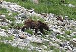 медведь в горах Абхазии